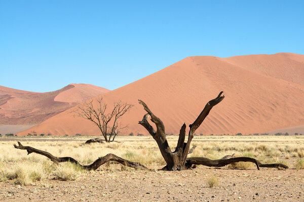 Death tree in the desert