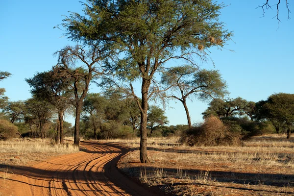 Bijhouden in de kalahari — Stockfoto