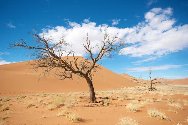 在沙漠中的树 — 图库照片