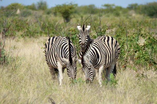 Három zebrák — Stock Fotó