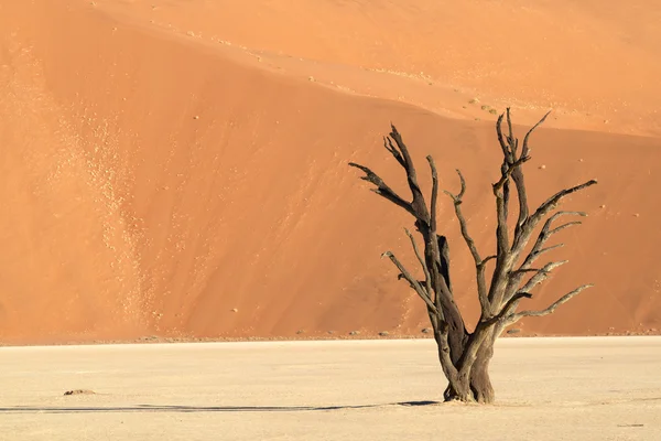 Eenzame boom — Stockfoto