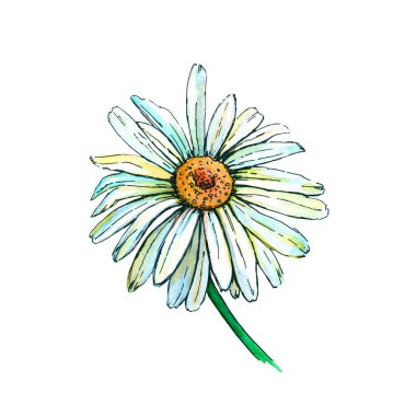 Papatya çiçeği, üst manzara. Robot resim. Suluboya çizimi beyaz arkaplanda izole edildi.