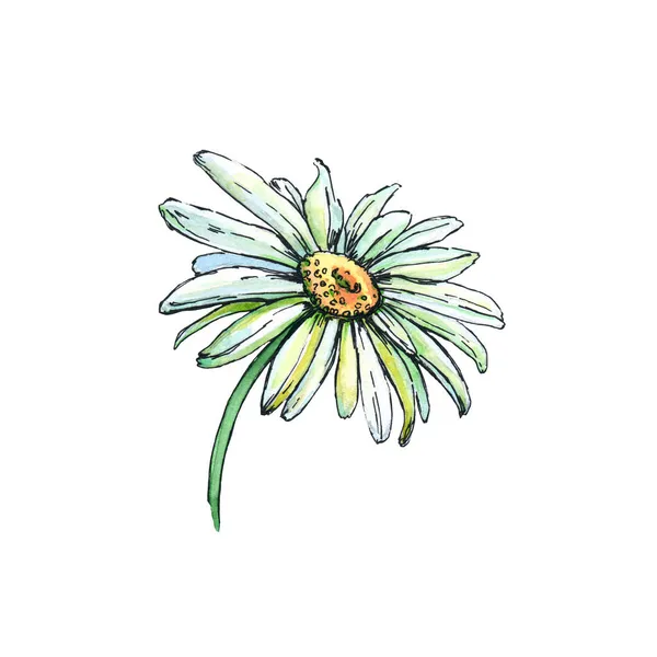 Chamomile flower sketch. Watercolor illustration isolated on white background.