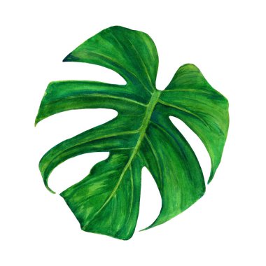 Canavar yaprağı. Beyaz arkaplanda izole edilmiş suluboya el resmi.