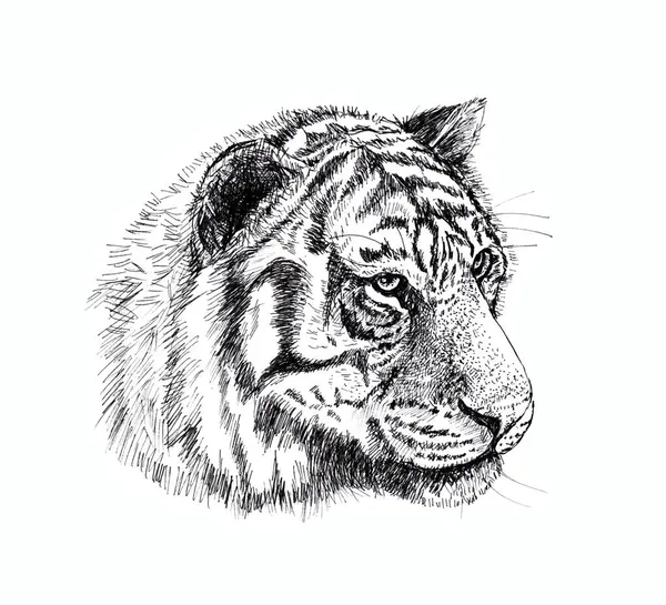 虎の頭の描画 紙にライナーで黒と白の画像 — ストック写真