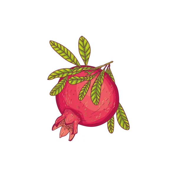 Dessin Vectoriel Fruit Grenade Mûr Sur Une Branche Dessin Botanique — Image vectorielle