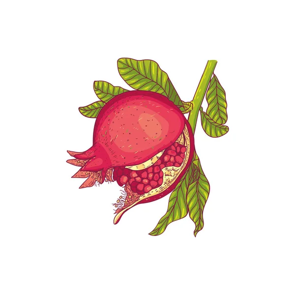 Dessin Vectoriel Fruit Grenade Mûr Sur Une Branche Dessin Botanique — Image vectorielle