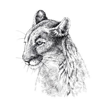 Puma kafası çizimi, grafik çizimi. Beyaz arkaplanda tek renkli resimleme.