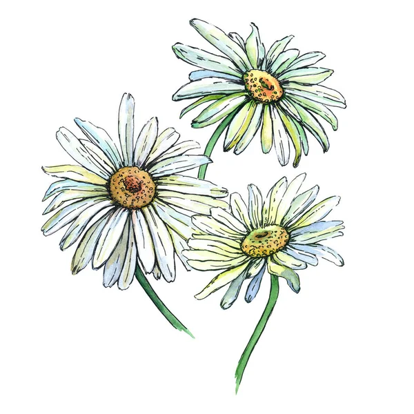 Botanical Sketch Three Daisies Watercolor Illustration White Background — Fotografia de Stock