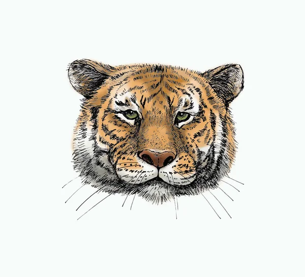 白色背景上的老虎的彩色肖像 用黑色衬里作画的图画 — 图库照片