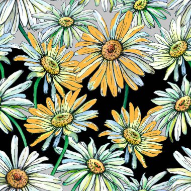 Papatyalar ve papatyalar. Kusursuz suluboya deseni. Çiçek botanik çizimi.