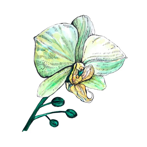 Fleur Orchidée Blanc Vert Sur Fond Blanc Aquarelle Dessin Croquis — Photo