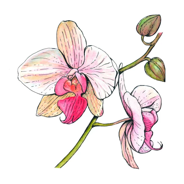 Belle Orchidée Rose Sur Fond Blanc Dessin Aquarelle Croquis Botanique — Photo