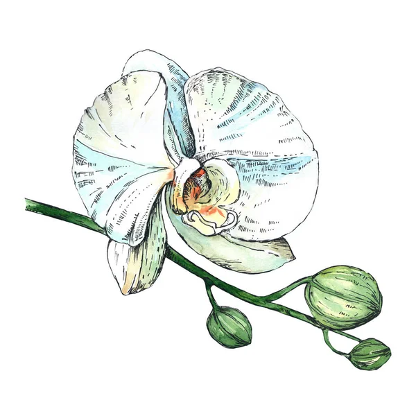 Orchidée Blanche Fleur Aquarelle Croquis Image Botanique Sur Fond Blanc — Photo