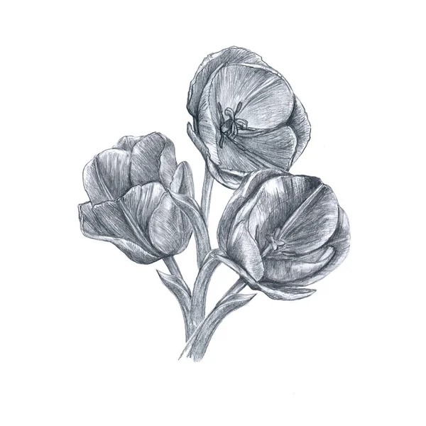Bouquet Tulipes Dessinées Crayon Image Séparée Sur Fond Blanc — Photo