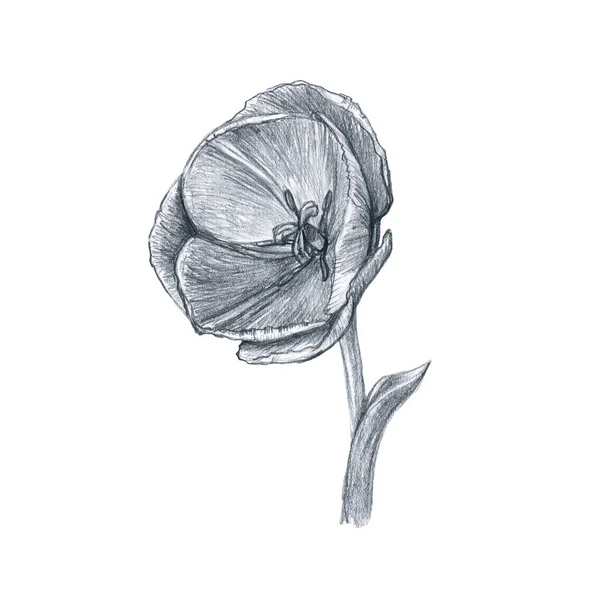Цветок Тюльпана Белом Фоне Рисунок Карандашом — стоковое фото