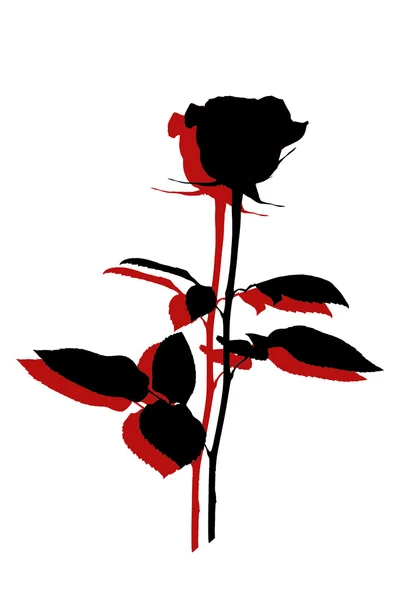 Fekete-piros rózsa sziluett — Stock Fotó
