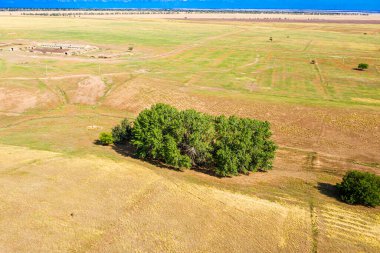 Arka planda ağaçların büyüdüğü bozkır manzarası. Yüksek kalite fotoğraf