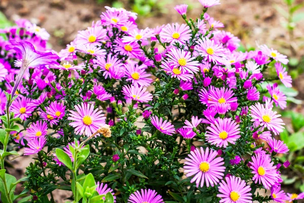 Roxo Flores América Aster Florescendo Jardim Outono Foto Alta Qualidade — Fotografia de Stock