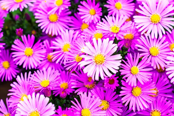 Purple American Aster Flowers Blooming Garden Autumn High Quality Photo — Stock Photo, Image