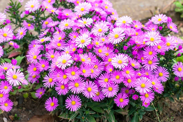 Fiori Aster Viola Americani Che Fioriscono Giardino Autunno Foto Alta — Foto Stock