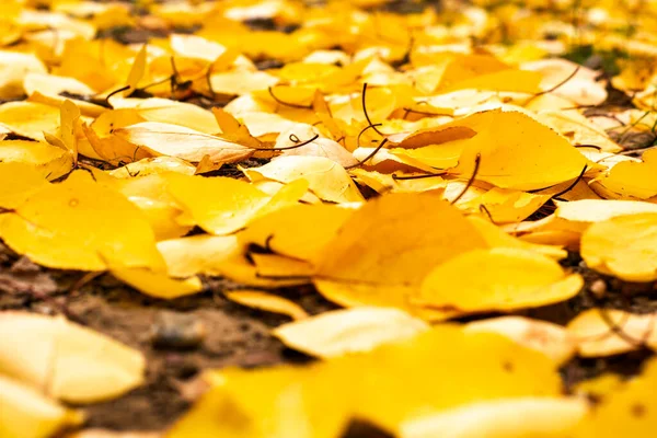 Hojas Amarillas Caídas Otoño Que Yacen Fondo Del Suelo Foto —  Fotos de Stock