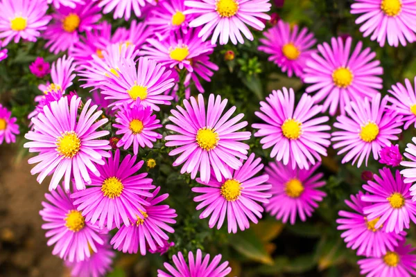 Fiori Aster Viola Americani Che Fioriscono Giardino Autunno Foto Alta — Foto Stock