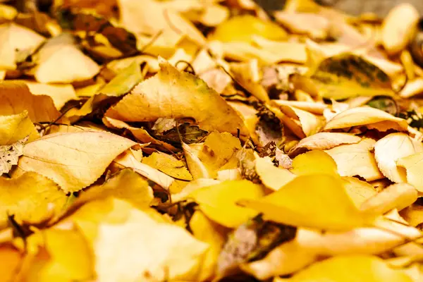 Folhas Outono Caídas Amarelas Deitadas Fundo Chão Foto Alta Qualidade — Fotografia de Stock