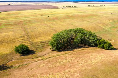 Arka planda ağaçların büyüdüğü bozkır manzarası. Yüksek kalite fotoğraf