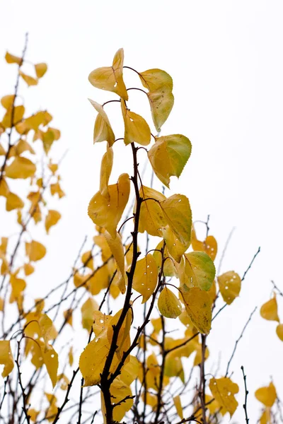 Гілка з жовтим осіннім листям на тлі сірого неба — стокове фото