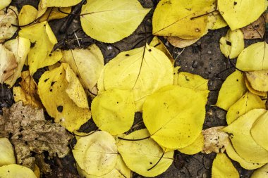 Arka planda sarı düşen sonbahar yaprakları var. Yüksek kalite fotoğraf