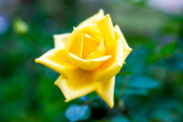 Rosa Gialla Uno Sfondo Fogliame Verde Foto Alta Qualità — Foto Stock