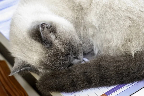 O gato dorme no quarto no sofá close-up — Fotografia de Stock