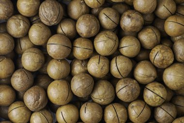 Arka planı bölmek için testereli Macadamia fındıkları. Yüksek kalite fotoğraf