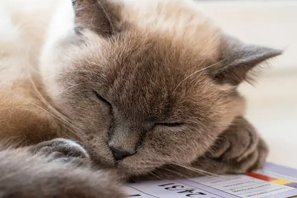 Gato Dormindo Pela Janela Calendário Parede Foto Alta Qualidade — Fotografia de Stock