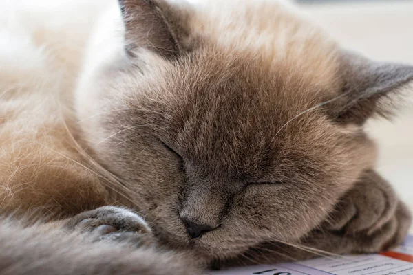 Gato Dormindo Pela Janela Calendário Parede Foto Alta Qualidade — Fotografia de Stock