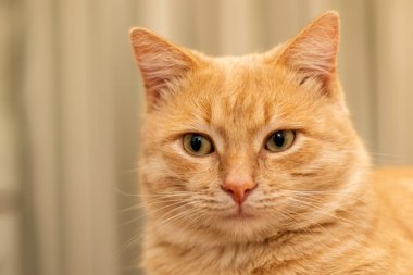 Evcil kedi kanepeye yakın çekim oturuyor. Yüksek kalite fotoğraf