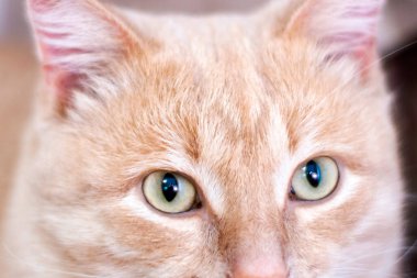 Evcil kedi kanepeye yakın çekim oturuyor. Yüksek kalite fotoğraf