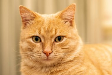 Evcil kedi kanepeye yakın çekim oturuyor. Yüksek kalite fotoğraf