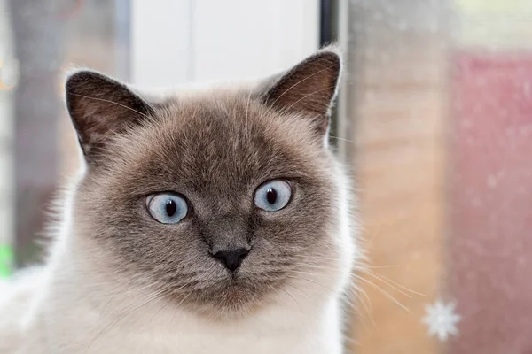 A cute little kitten is sitting by the window — Stock Photo, Image