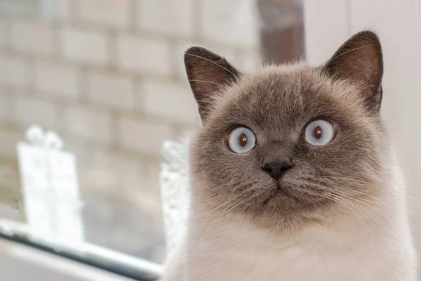 Um gatinho bonito está sentado junto à janela — Fotografia de Stock