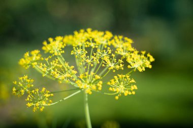 Yeşil arkaplanı olan dereotu sümbülleri, seçici odak