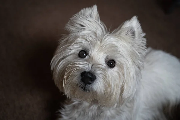 Schattig West Highland White Terrier Kijkt Naar Camera — Stockfoto