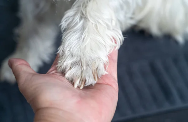 Hund Gibt Seiner Mutter Die Pfote — Stockfoto