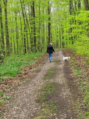 Beyaz kadın batı İskoçya 'da beyaz teriyerle yürüyor. Ormanda, bulutlu ve bahar zamanı. 