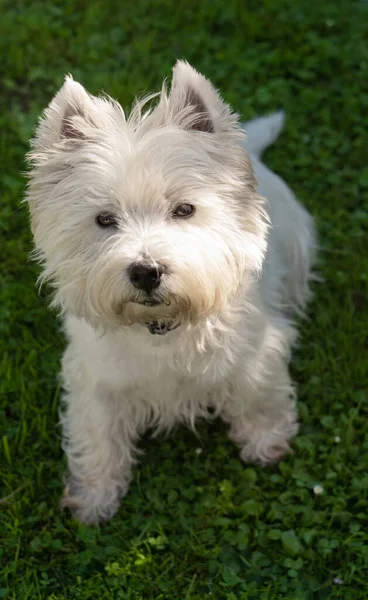 Schattig West Highland White Terrier Zit Het Gras Kijkt Naar — Stockfoto