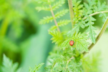 Yeşil yapraklı küçük bir uğur böceği.