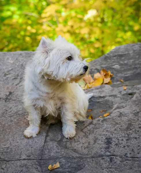 West Highland White Terrier Sentado Una Piedra Parque — Foto de Stock