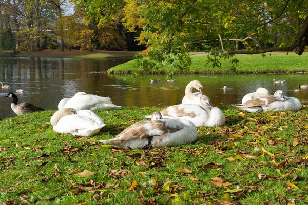 湖のほとりに若い白鳥が休んでいる — ストック写真