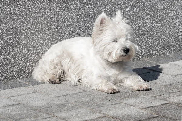 West Highland White Terrier Βρίσκεται Στην Πέτρινη Βεράντα Και Απολαμβάνει — Φωτογραφία Αρχείου